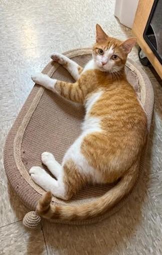 Trevor, a Adoptable Tabby in Waynesboro, VA image 6/6
