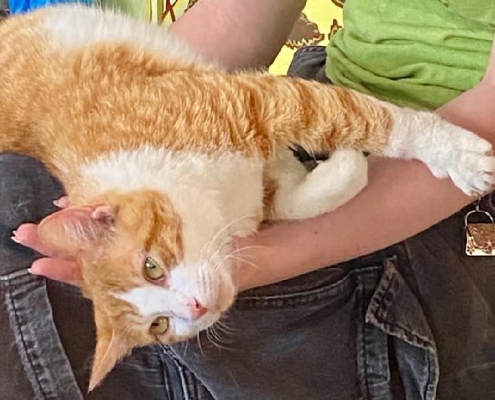 Trevor, a Adoptable Tabby in Waynesboro, VA image 2/6