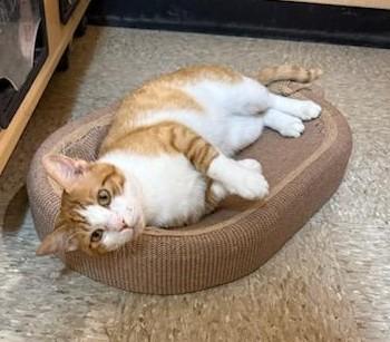 Trevor, a Adoptable Tabby in Waynesboro, VA image 5/6