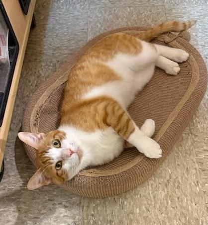 Trevor, a Adoptable Tabby in Waynesboro, VA image 1/6