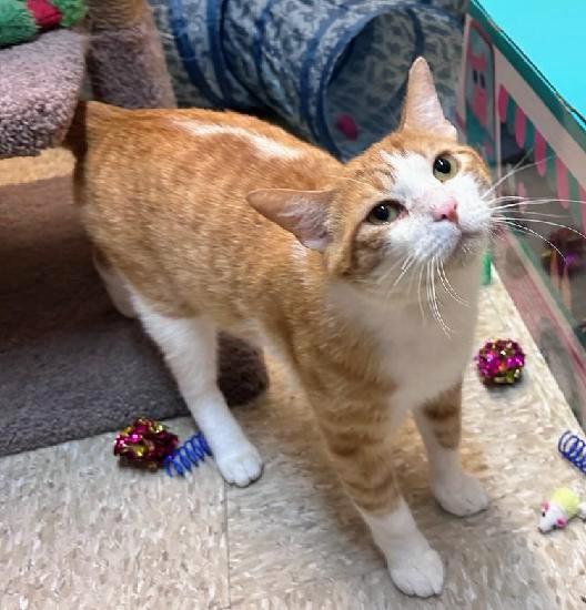Trevor, a Adoptable Tabby in Waynesboro, VA image 4/6
