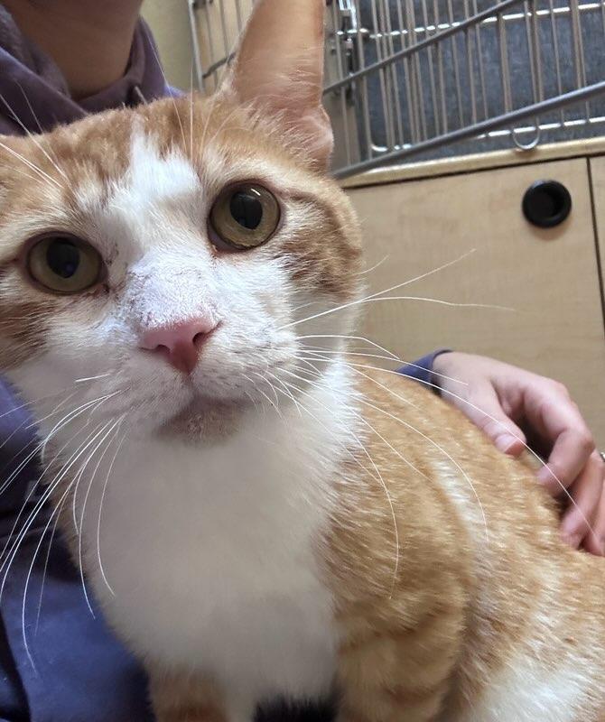 Trevor, a Adoptable Tabby in Waynesboro, VA image 3/6