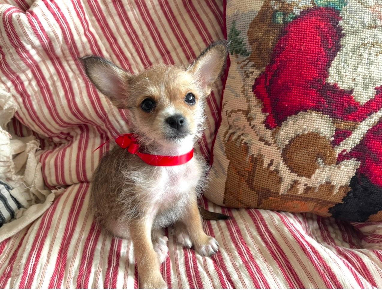 Enlarge Nick, a Adopted mixed breed in San Francisco, CA image 1/3