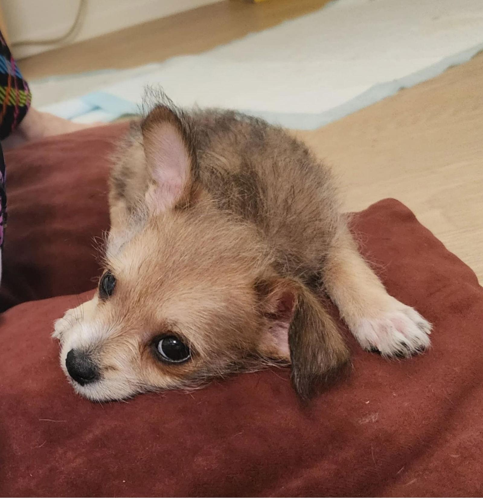 Enlarge Nick, a Adopted mixed breed in San Francisco, CA image 2/3