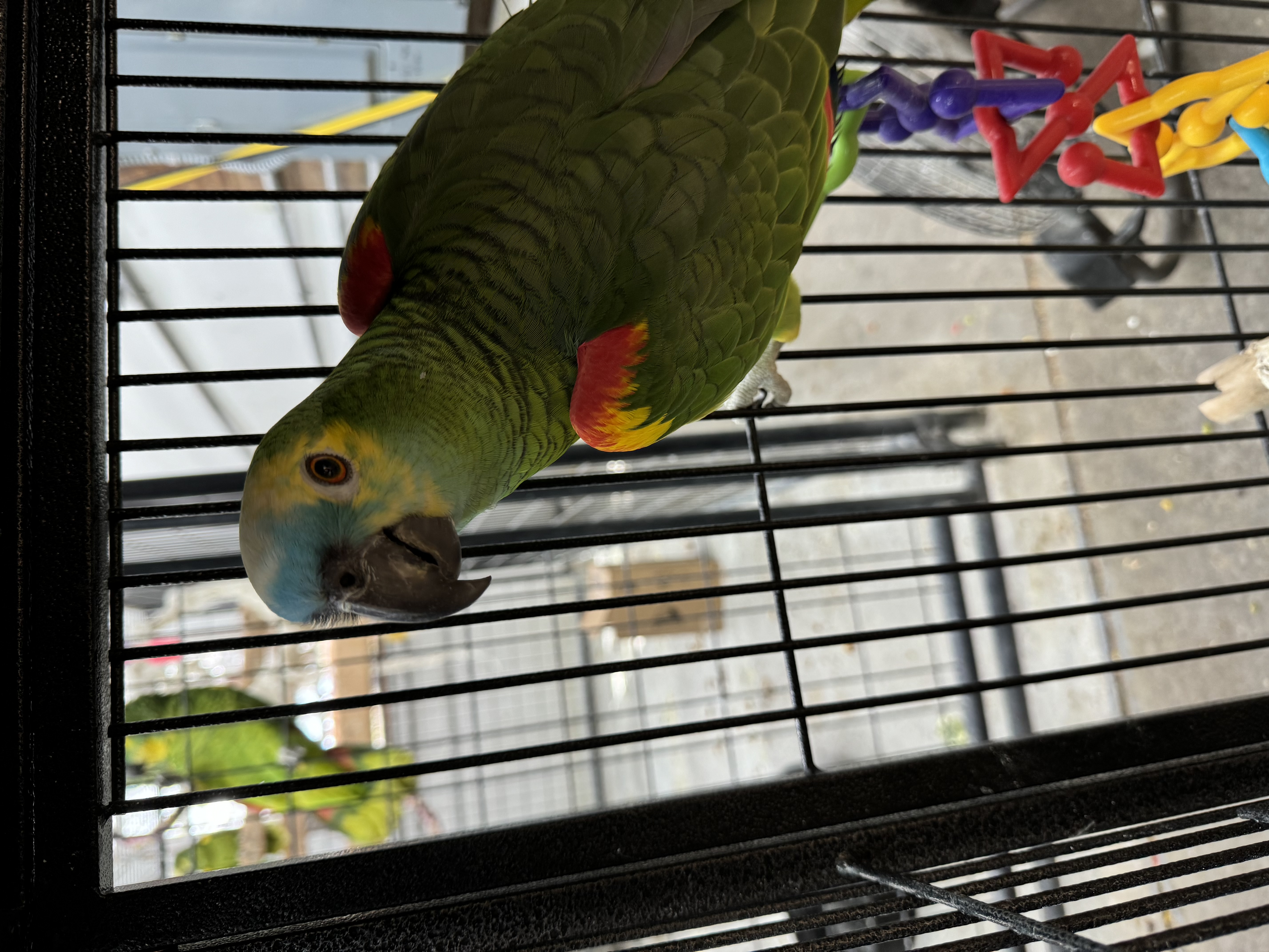 James, Adoptable, Adult Male Amazon.