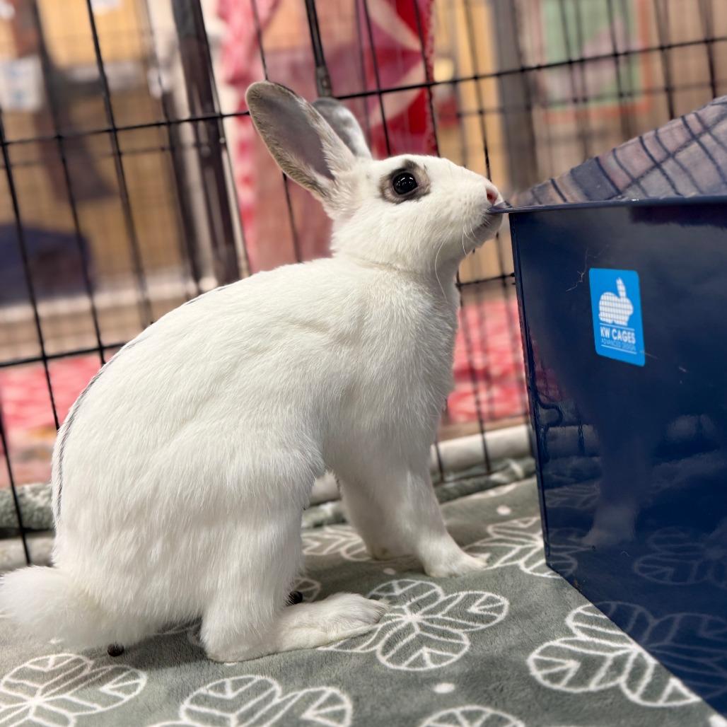 Enlarge Joann, a Adoptable Hotot in San Diego, CA image 1/6