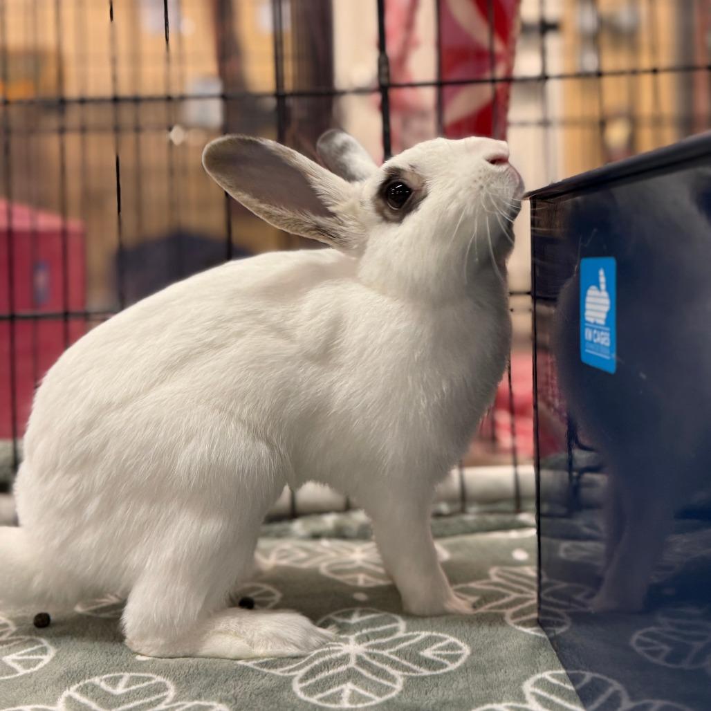 Enlarge Joann, a Adoptable Hotot in San Diego, CA image 2/6