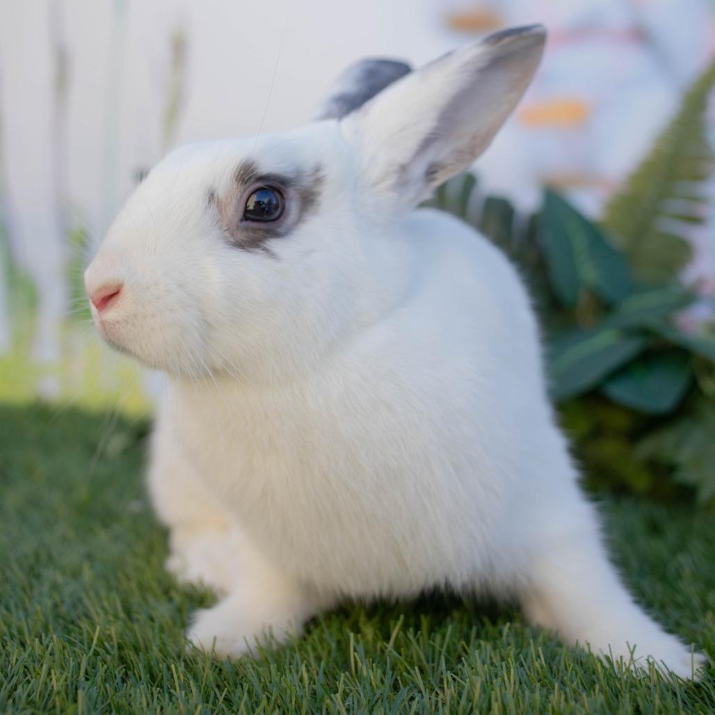 Enlarge Joann, a Adoptable Hotot in San Diego, CA image 3/6