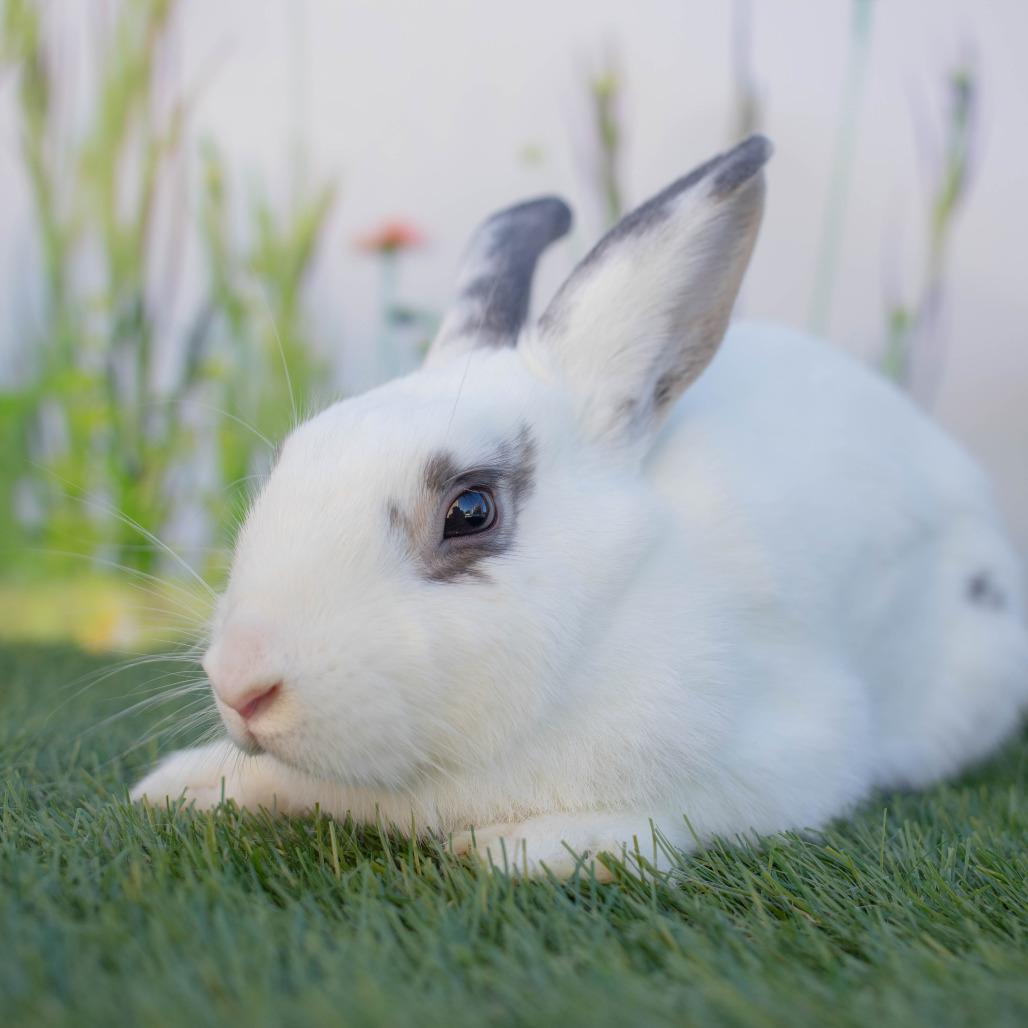 Enlarge Joann, a Adoptable Hotot in San Diego, CA image 4/6