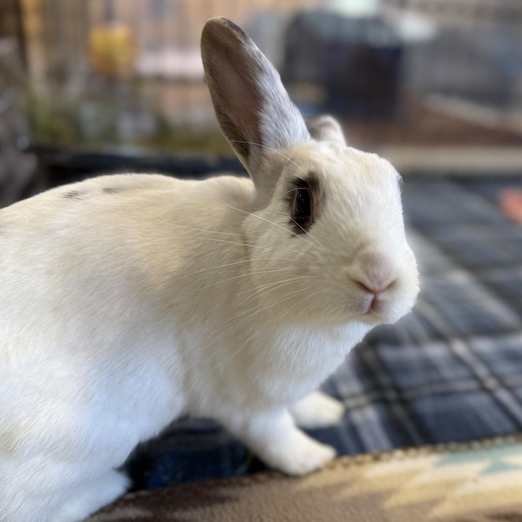 Enlarge Joann, a Adoptable Hotot in San Diego, CA image 5/6