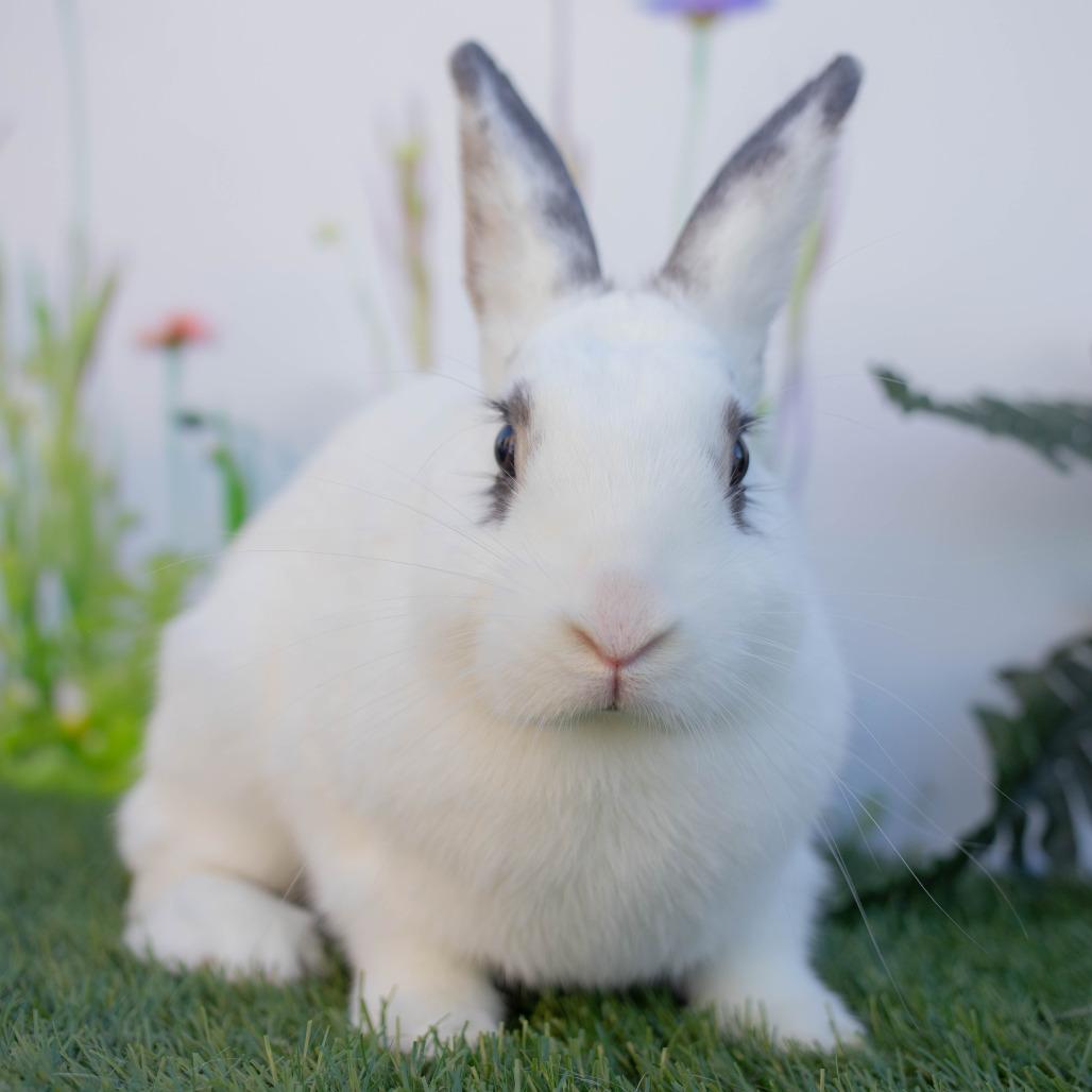 Enlarge Joann, a Adoptable Hotot in San Diego, CA image 5/6