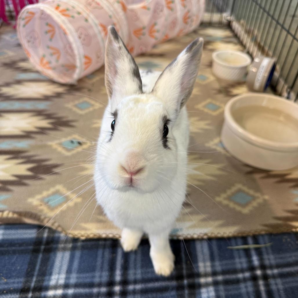 Enlarge Joann, a Adoptable Hotot in San Diego, CA image 6/6