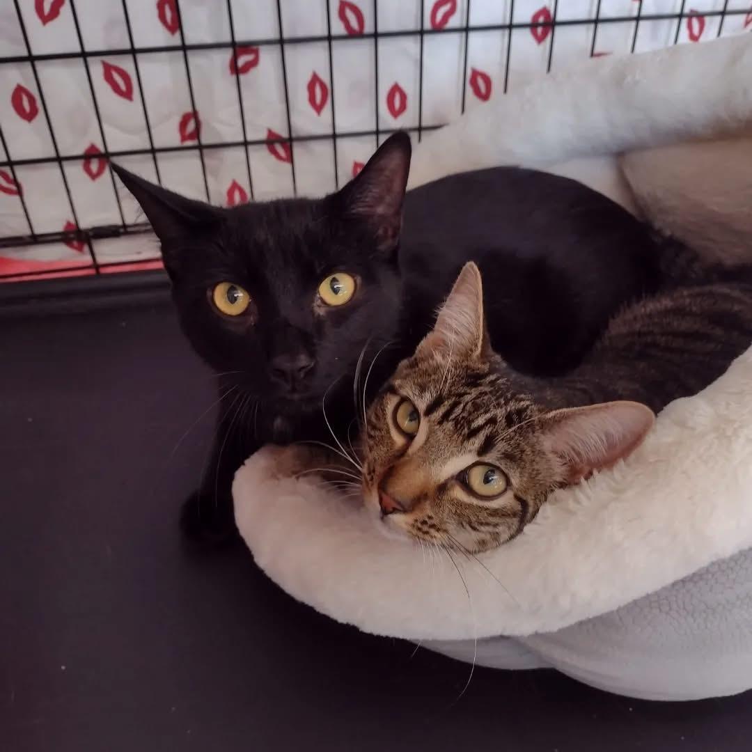 Enlarge Purrata, a Adoptable Domestic Short Hair in Bridgewater, NJ image 1/3