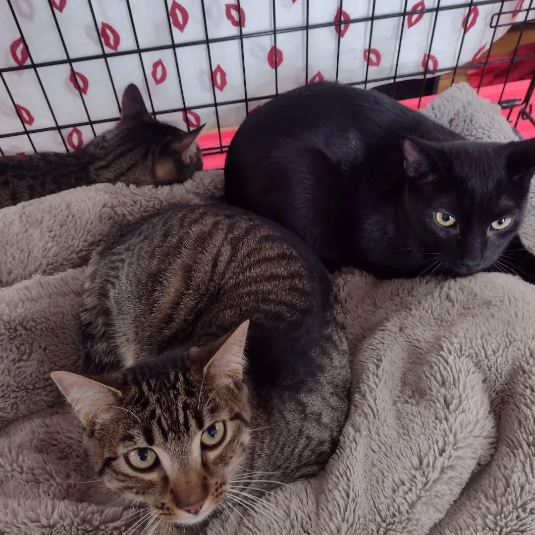 Enlarge Purrata, a Adoptable Domestic Short Hair in Bridgewater, NJ image 2/3