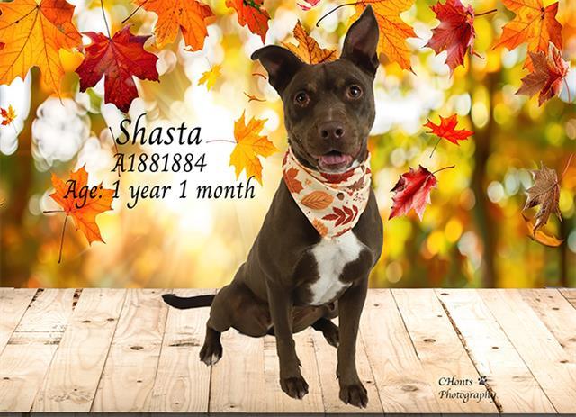 SHASTA, Adoptable, Young Female Pit Bull Terrier.
