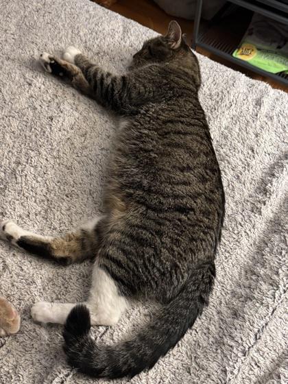 Momma Theresa (Eggo), Adoptable, Adult Female Domestic Short Hair & Domestic Short Hair.