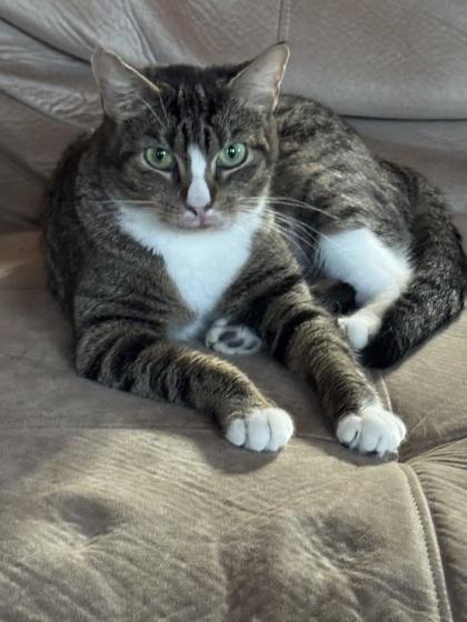 Enlarge Momma Theresa (Eggo), a Adoptable mixed breed in Port Republic, MD image 2/2