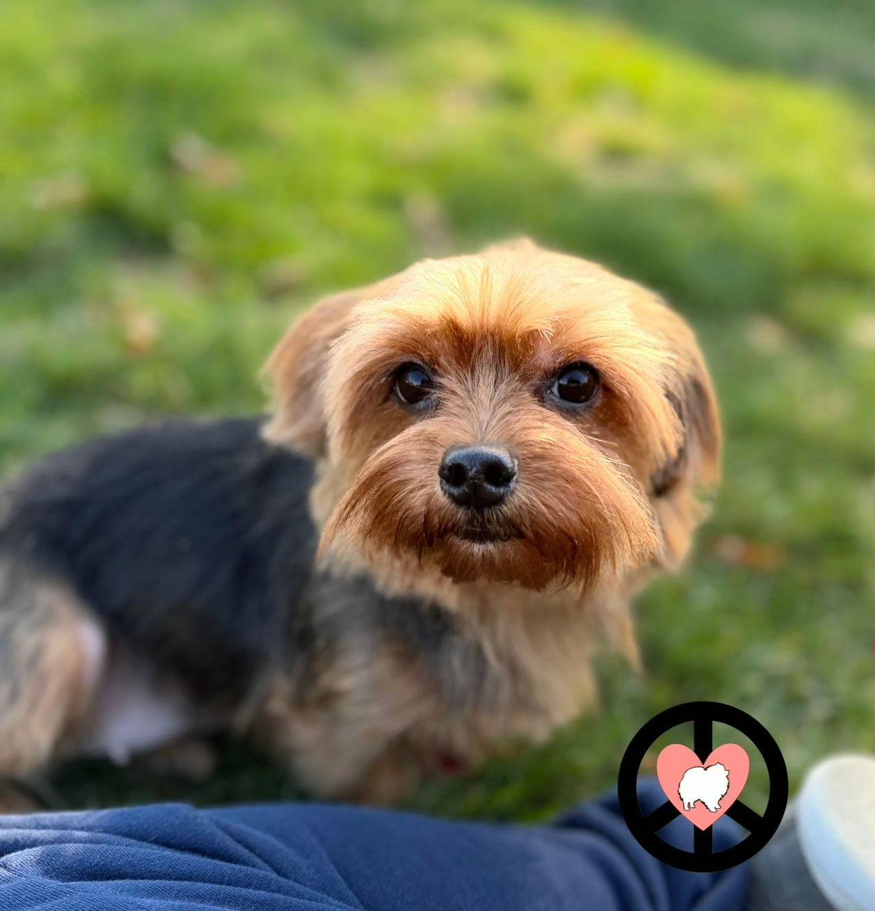 Eliana, Adoptable, Adult Female Yorkshire Terrier.