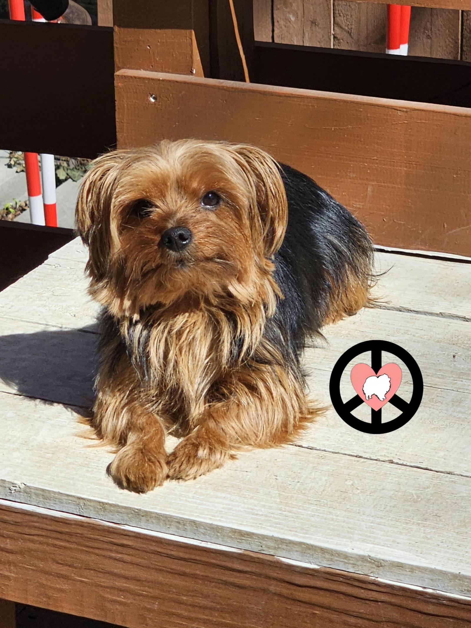 Enlarge Eliana, a Adoptable Yorkshire Terrier in Lebanon, PA image 3/3