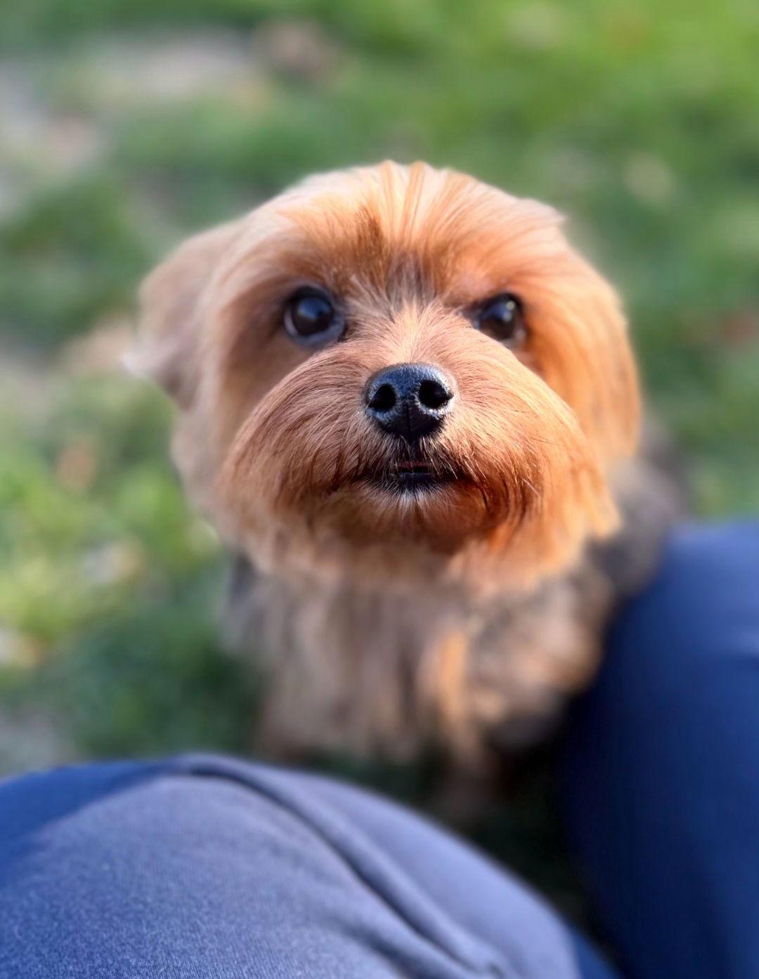 Enlarge Eliana, a Adoptable Yorkshire Terrier in Lebanon, PA image 2/3