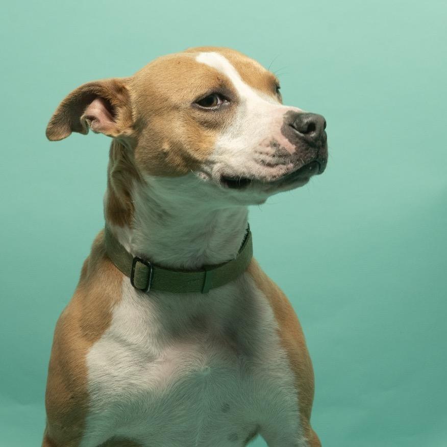 Enlarge Tucker, a Adoptable mixed breed in Tipton, IN image 1/6