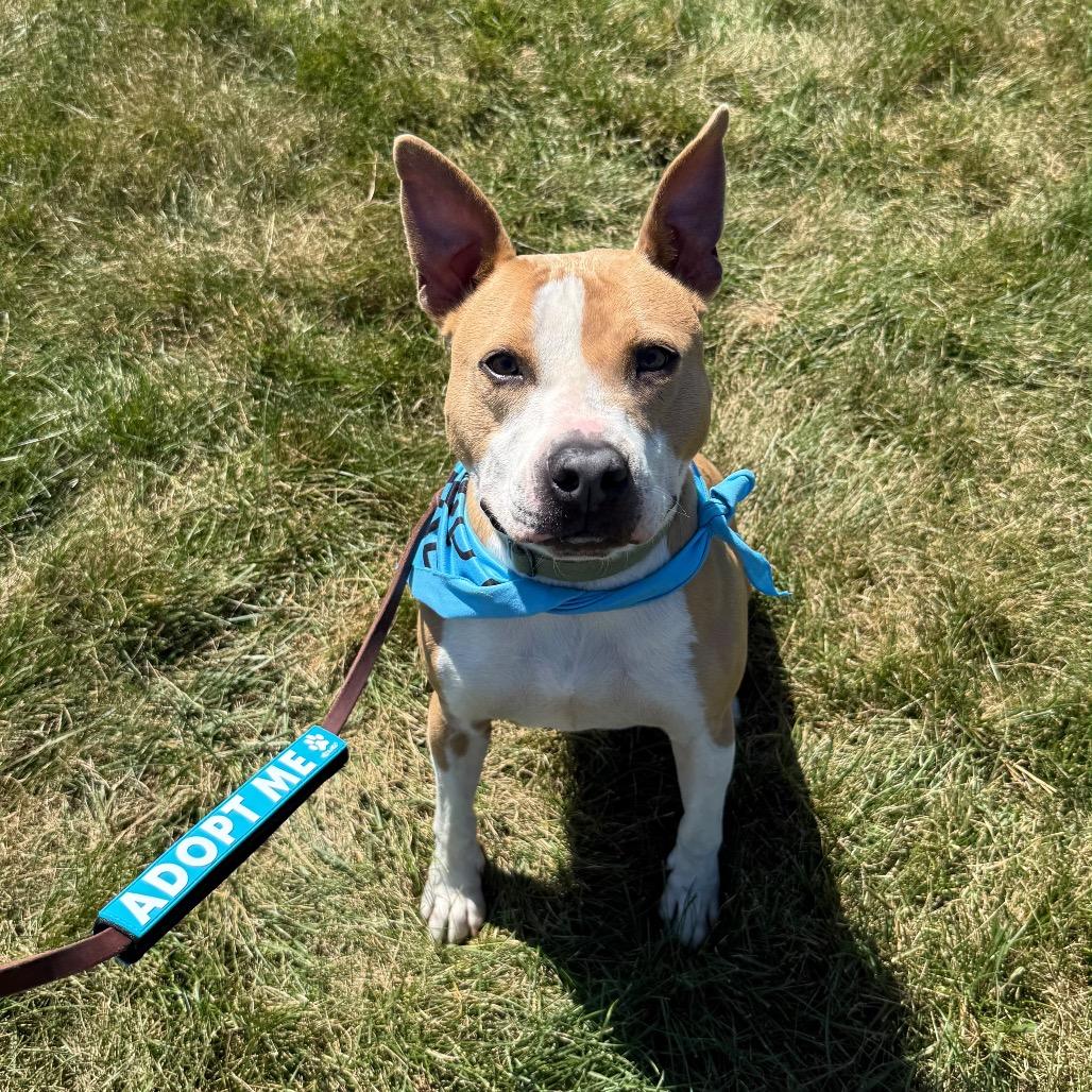 Enlarge Tucker, a Adoptable mixed breed in Tipton, IN image 2/6