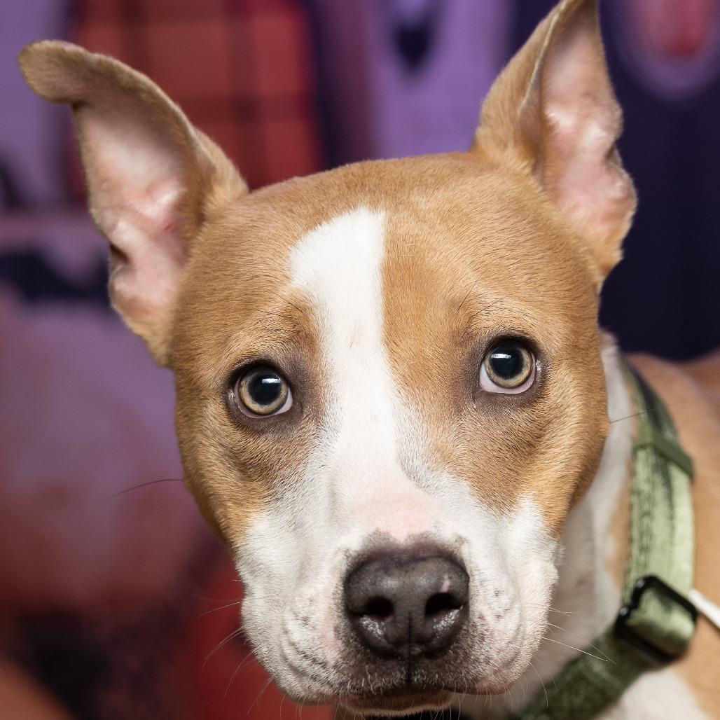 Enlarge Tucker, a Adoptable mixed breed in Tipton, IN image 3/6