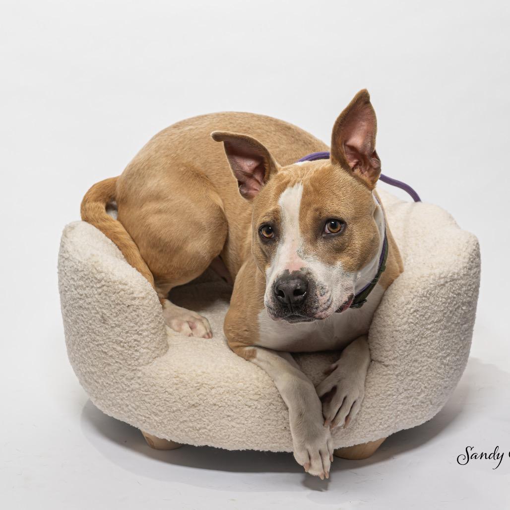 Enlarge Tucker, a Adoptable mixed breed in Tipton, IN image 4/6