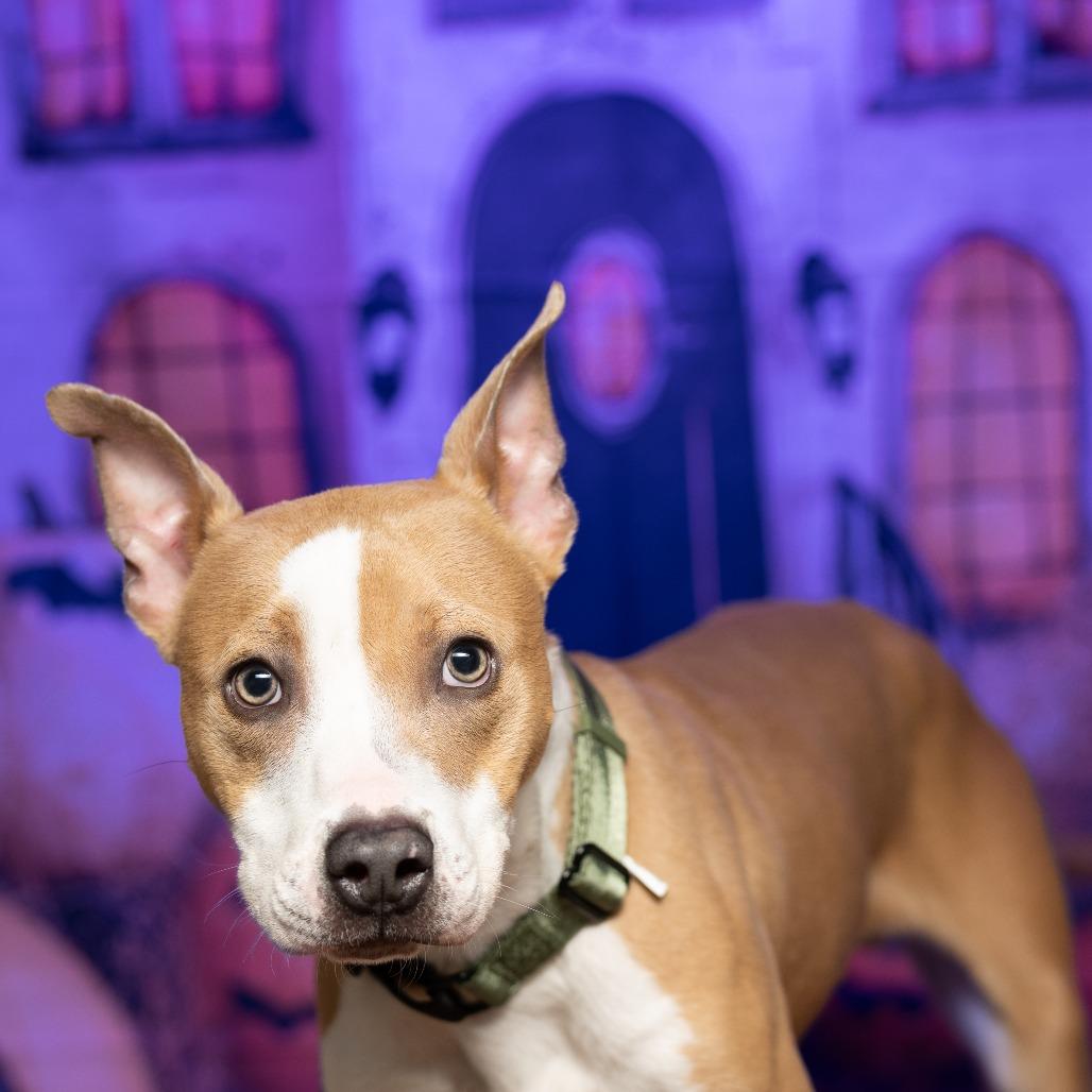 Enlarge Tucker, a Adoptable mixed breed in Tipton, IN image 5/6