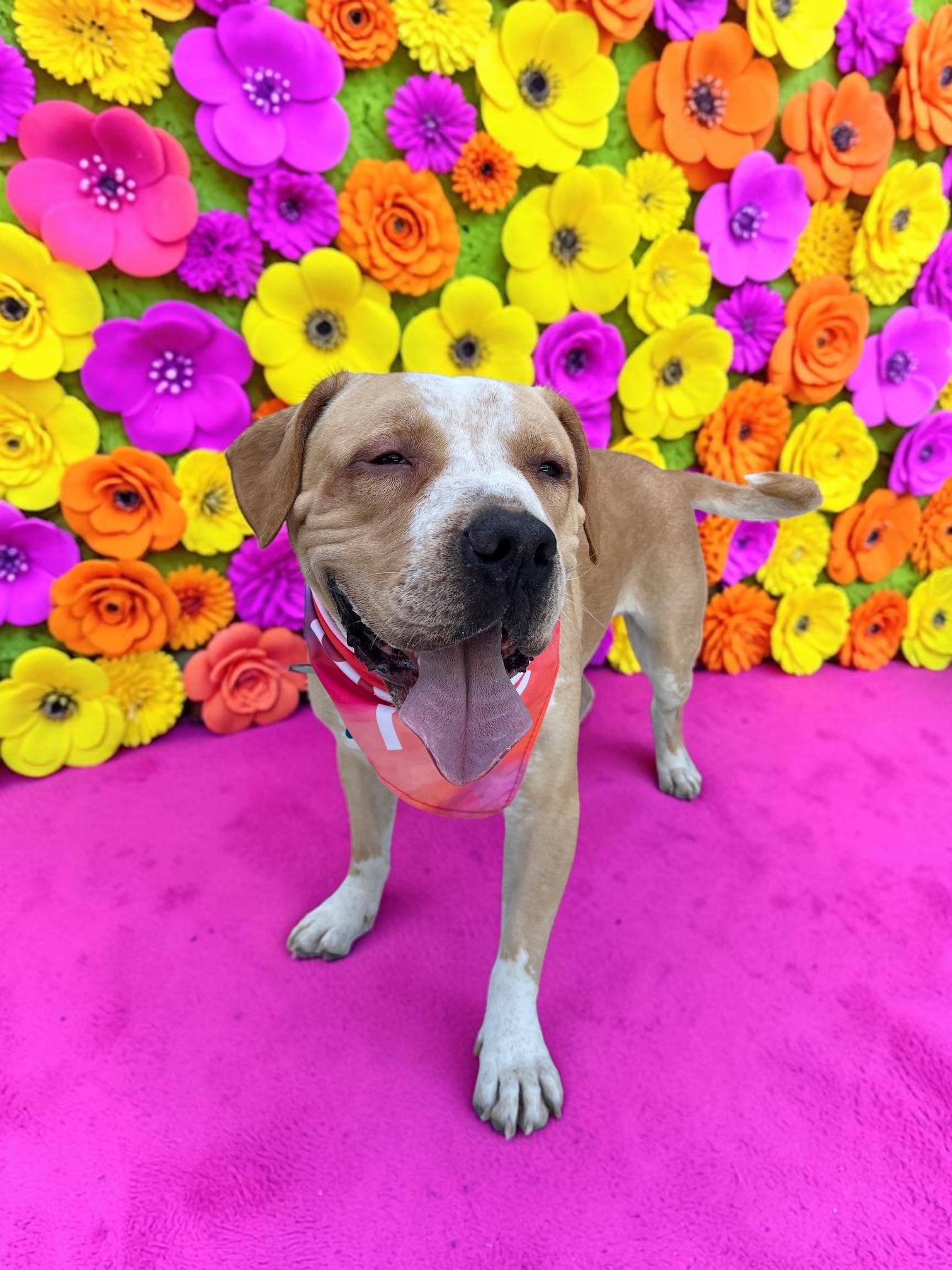 Enlarge Blaze-ADOPT Me, a ADOPTABLE mixed breed in Redondo Beach, CA image 2/6