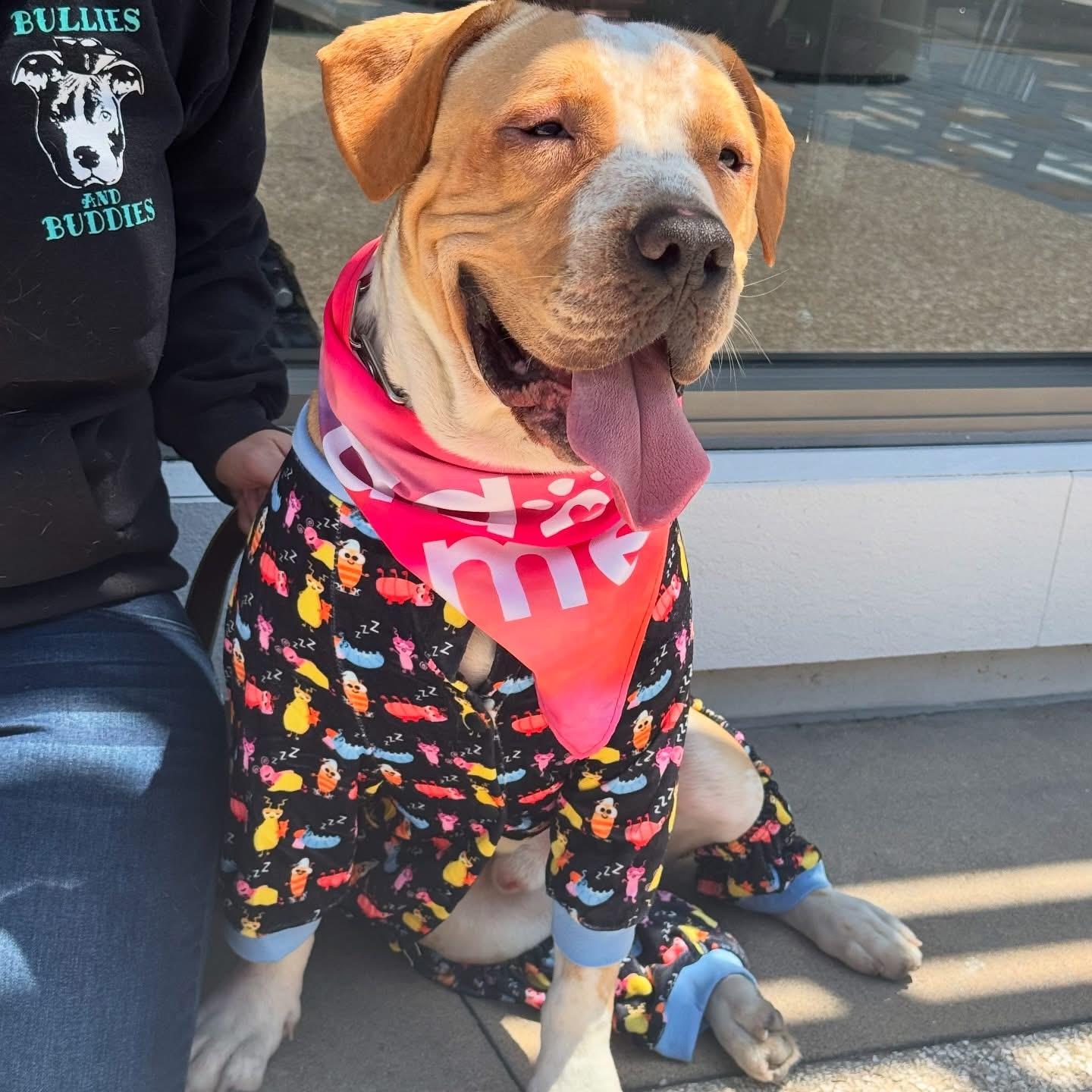 Enlarge Blaze-ADOPT Me, a ADOPTABLE mixed breed in Redondo Beach, CA image 5/6