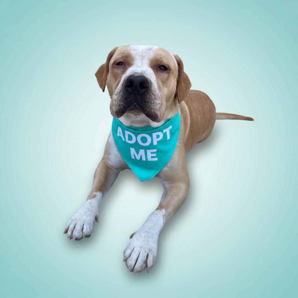 Enlarge Blaze-ADOPT Me, a ADOPTABLE mixed breed in Redondo Beach, CA image 4/6