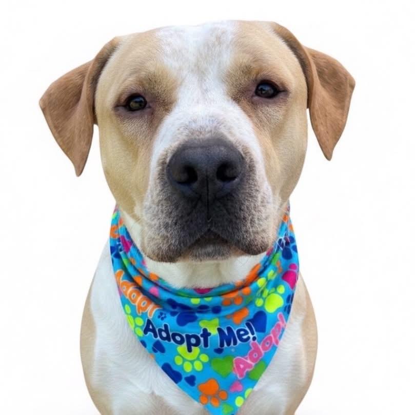 Enlarge Blaze-ADOPT Me, a ADOPTABLE mixed breed in Redondo Beach, CA image 1/6