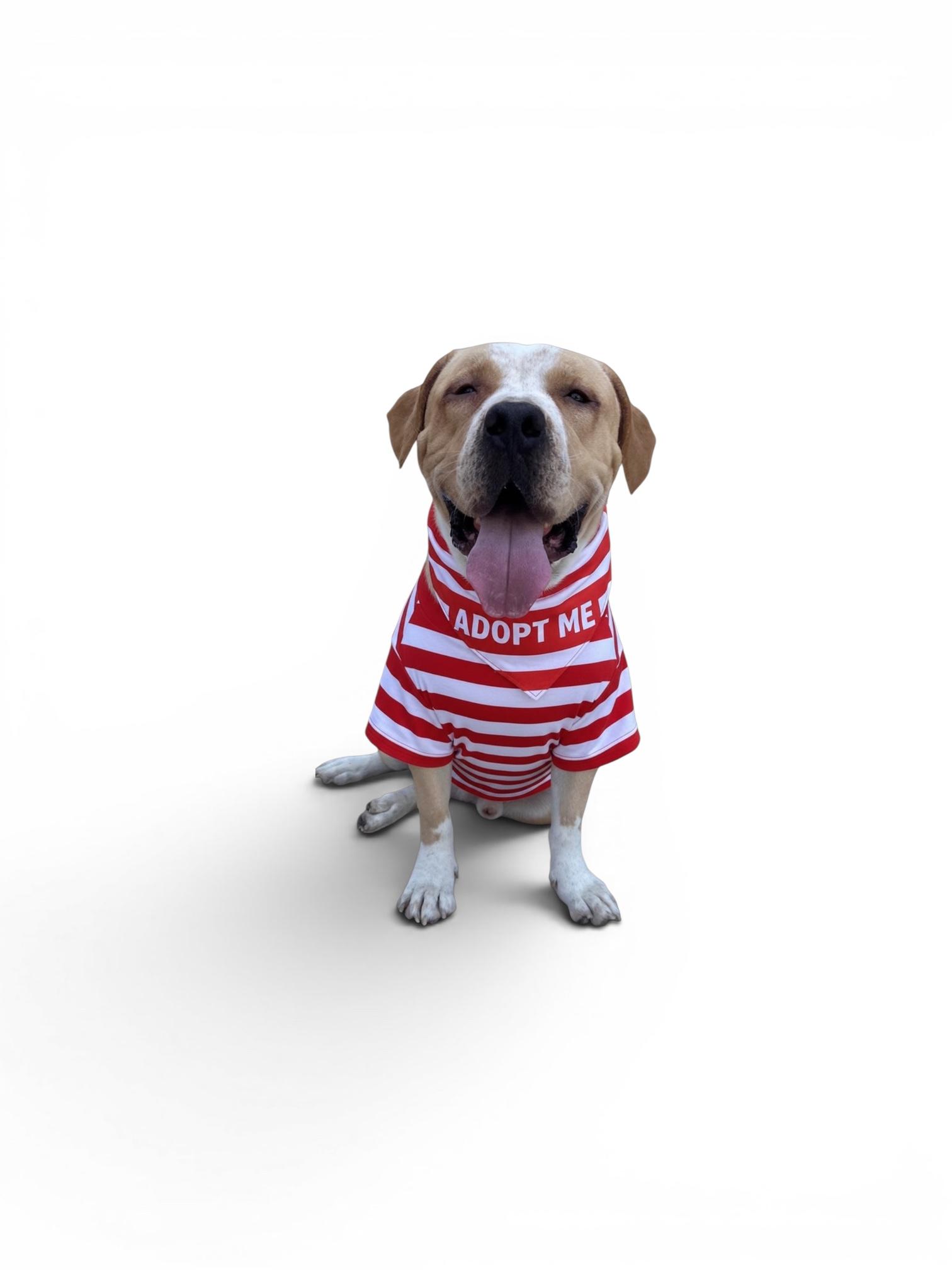 Enlarge Blaze-ADOPT Me, a ADOPTABLE mixed breed in Redondo Beach, CA image 3/6