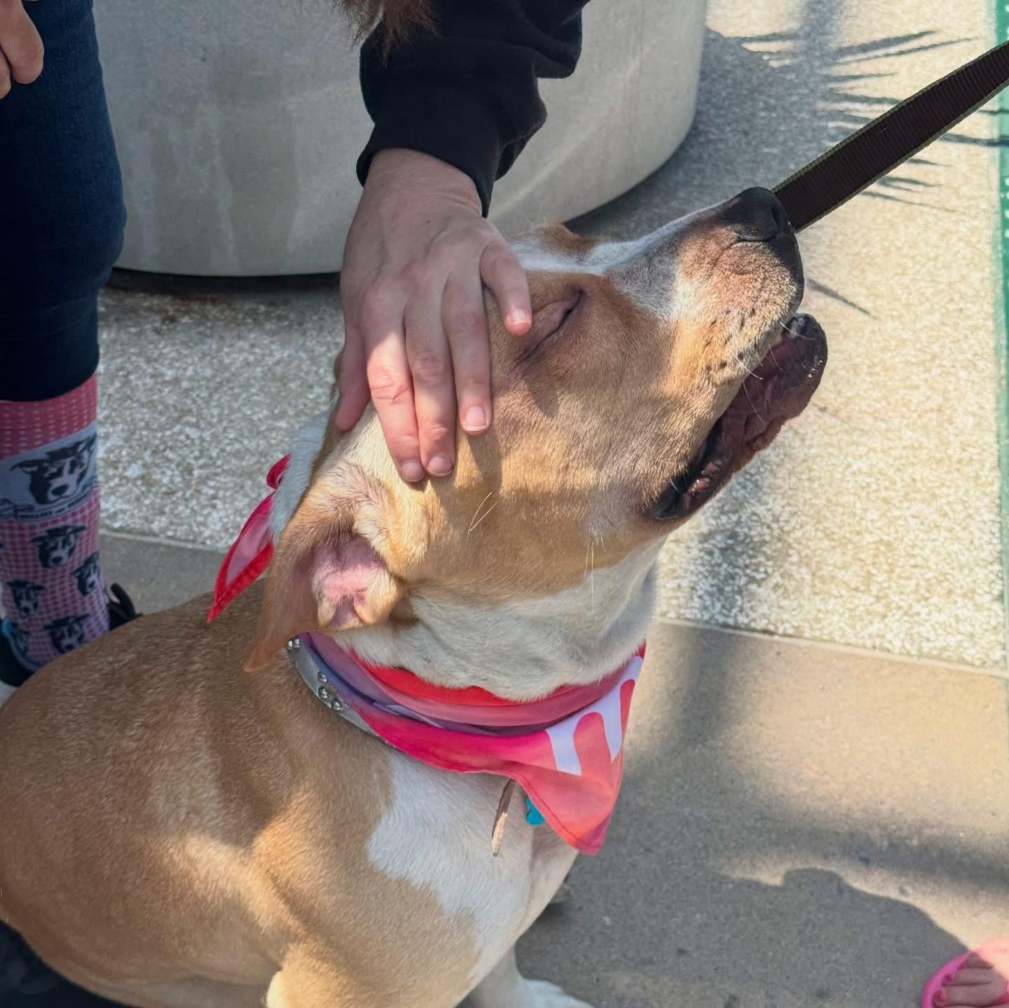 Enlarge Blaze-ADOPT Me, a ADOPTABLE mixed breed in Redondo Beach, CA image 6/6