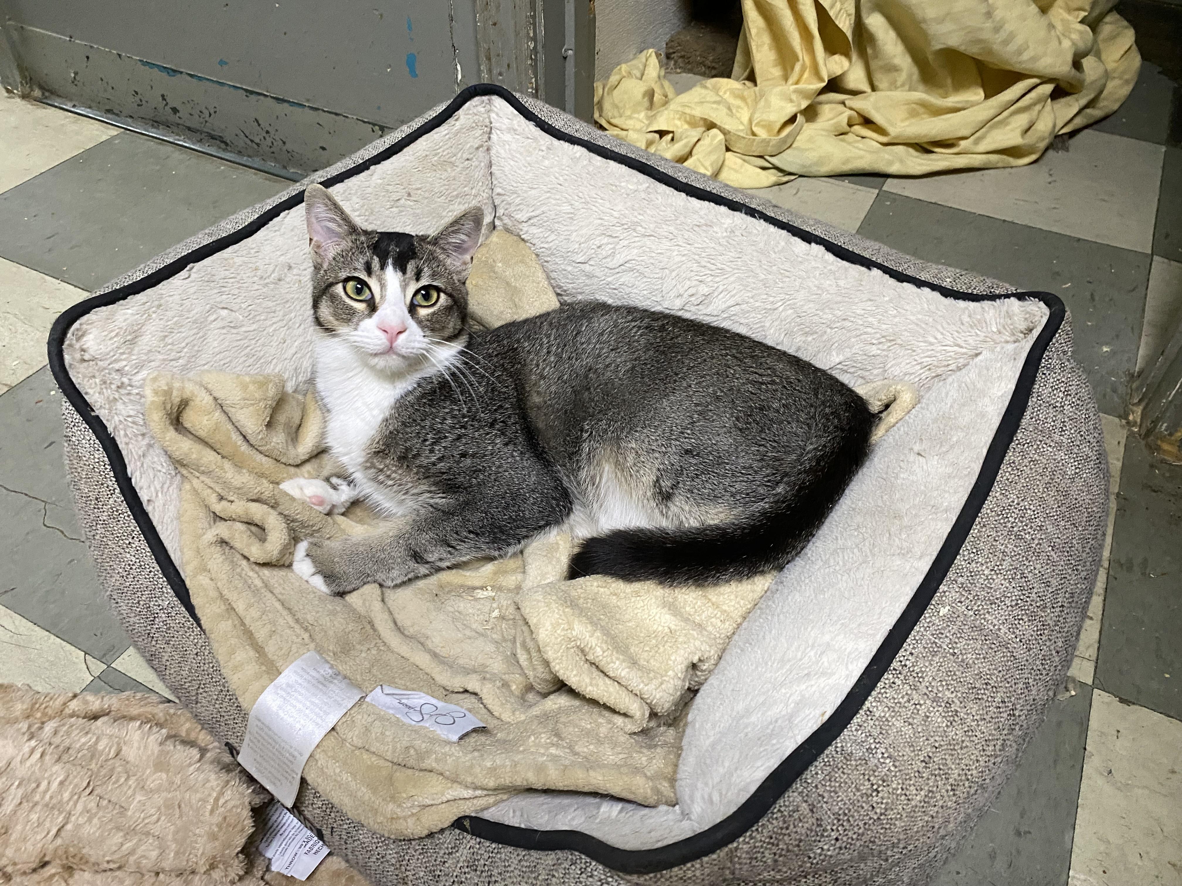 Mookie (very friendly), a ADOPTABLE Domestic Short Hair in Los Angeles, CA image 3/3