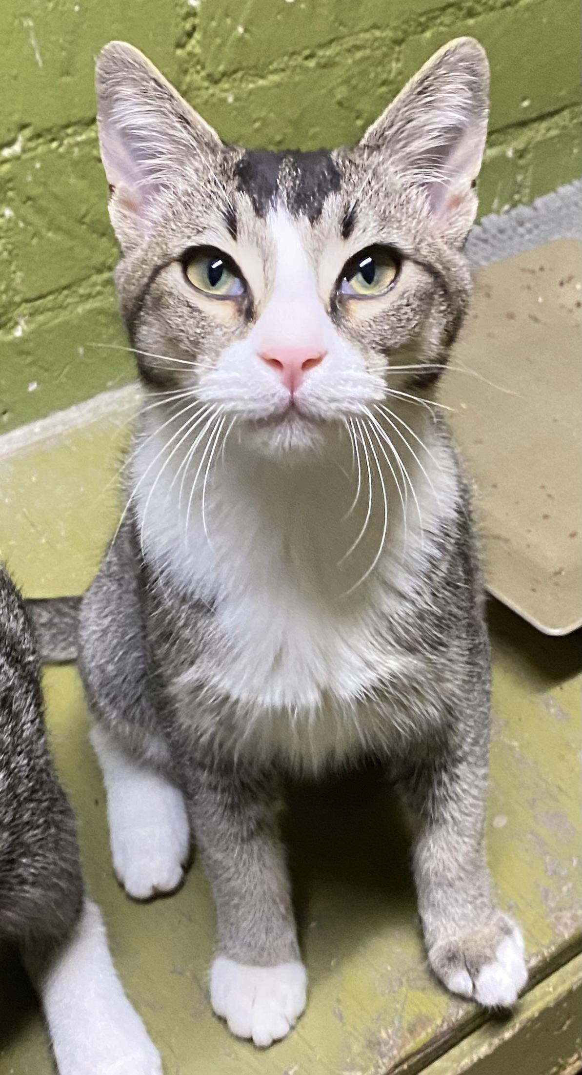 Mookie (very friendly), a ADOPTABLE Domestic Short Hair in Los Angeles, CA image 2/3