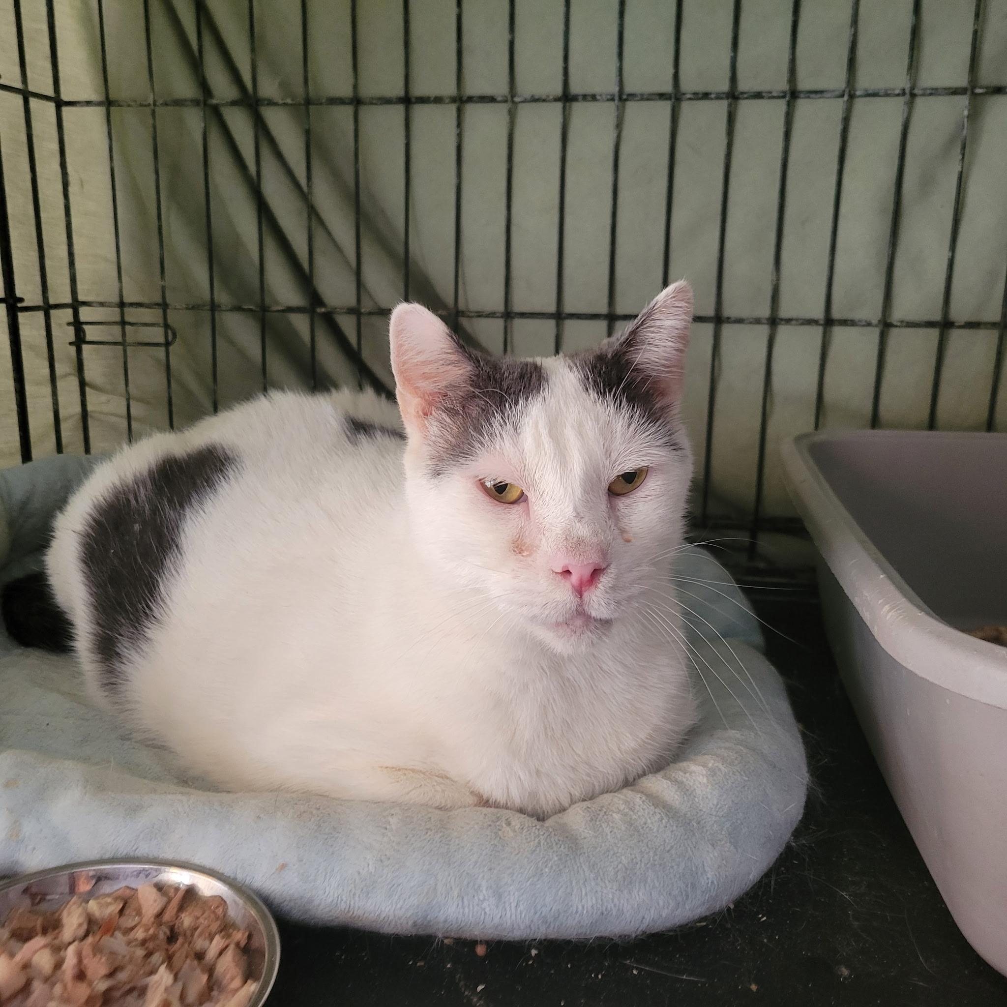 Rubin, Senior Male unknown