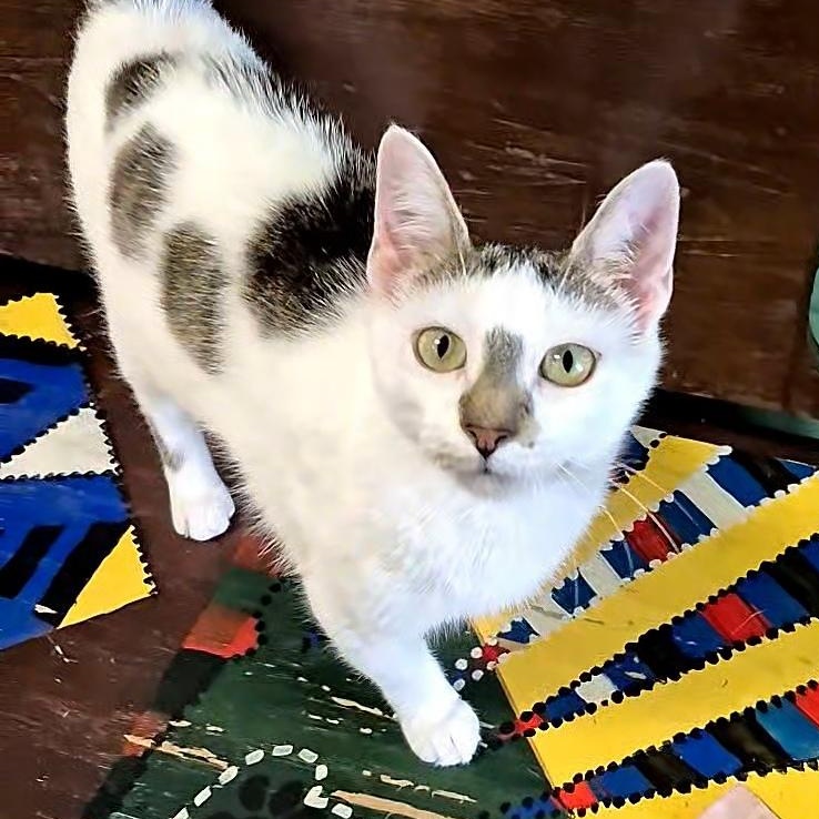 Flora, a ADOPTABLE Domestic Short Hair in Tioga, PA image 2/5