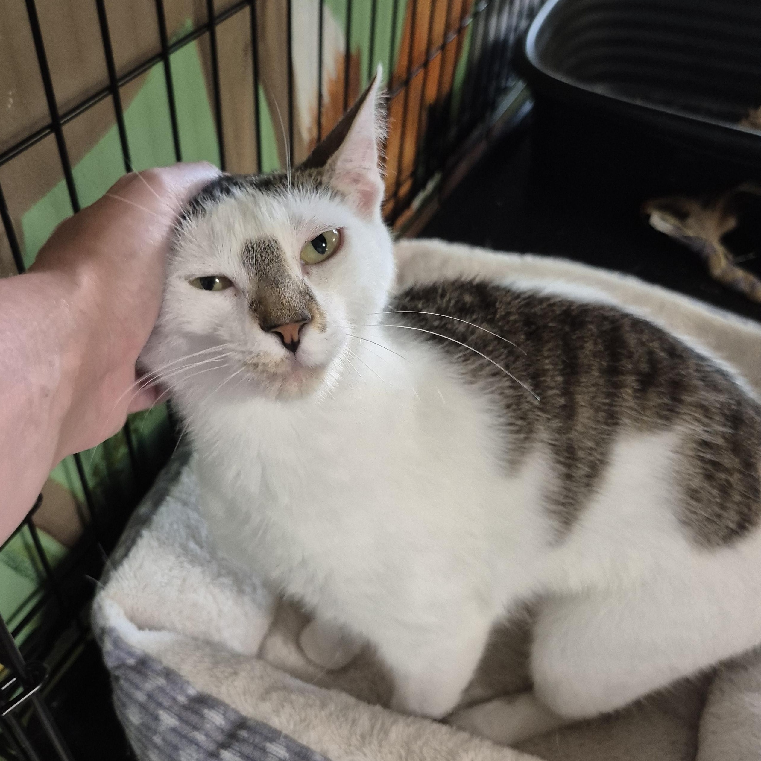 Flora, a ADOPTABLE Domestic Short Hair in Tioga, PA image 5/5