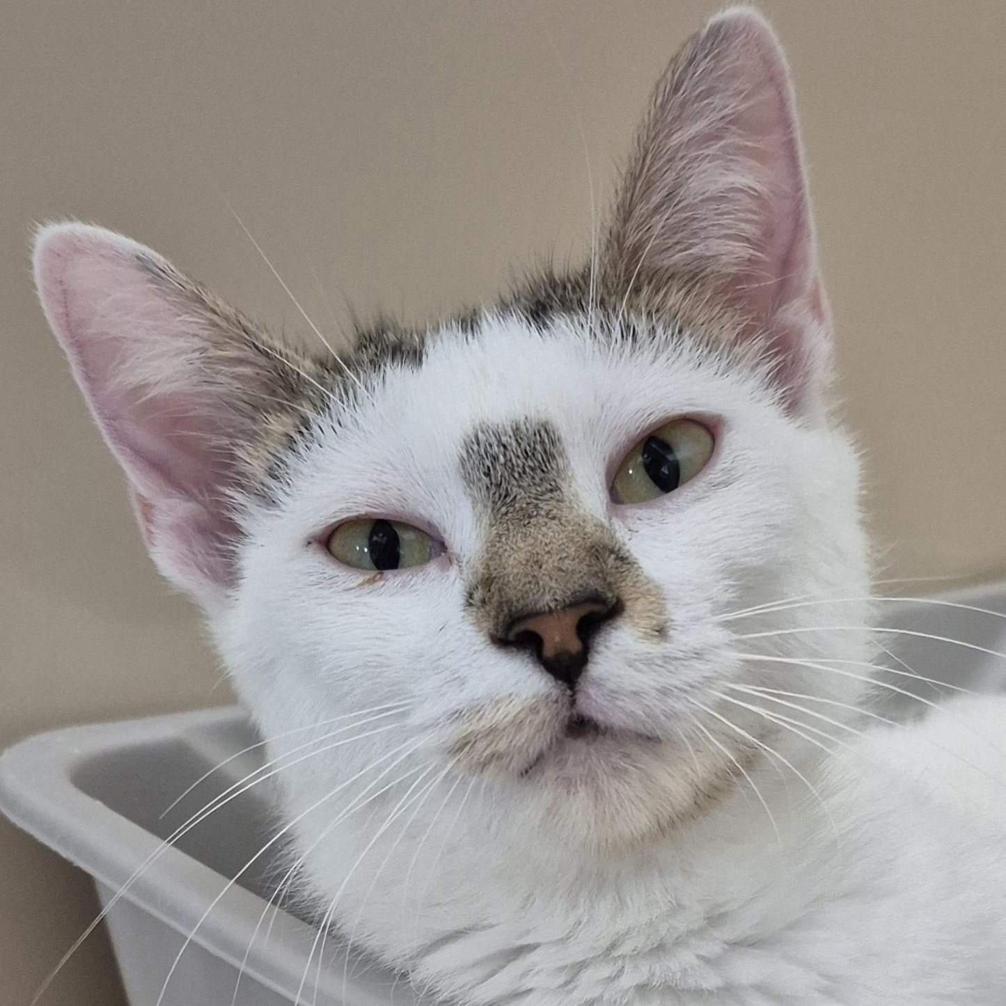 Flora, a ADOPTABLE Domestic Short Hair in Tioga, PA image 1/5