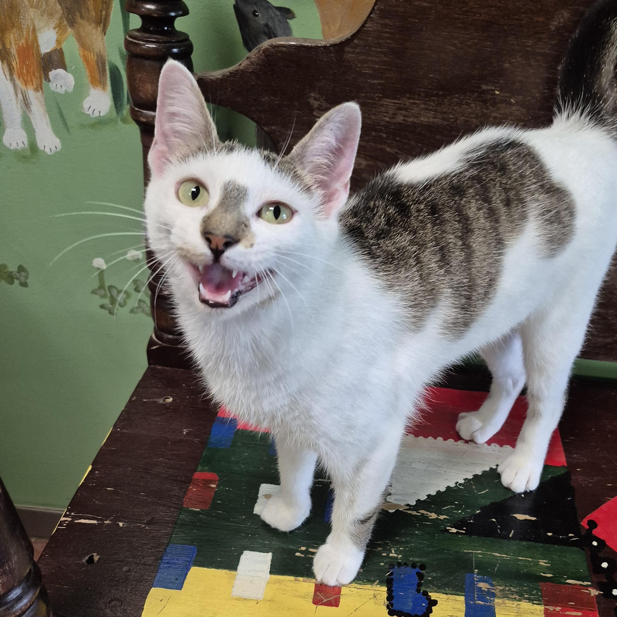 Flora, a ADOPTABLE Domestic Short Hair in Tioga, PA image 4/5