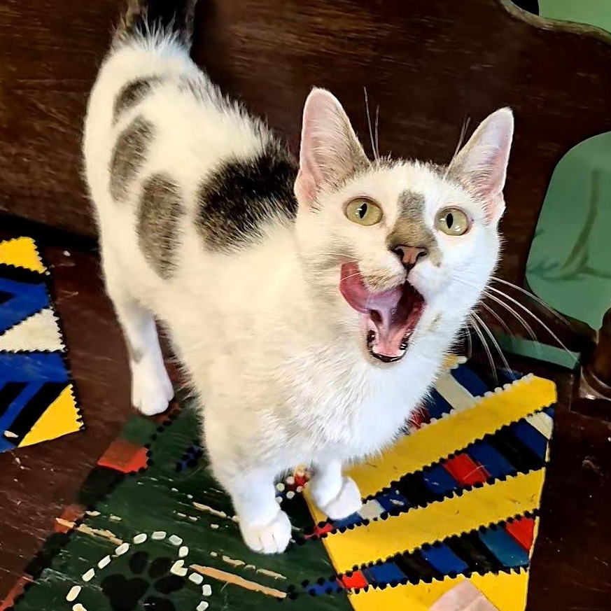 Flora, a ADOPTABLE Domestic Short Hair in Tioga, PA image 3/5