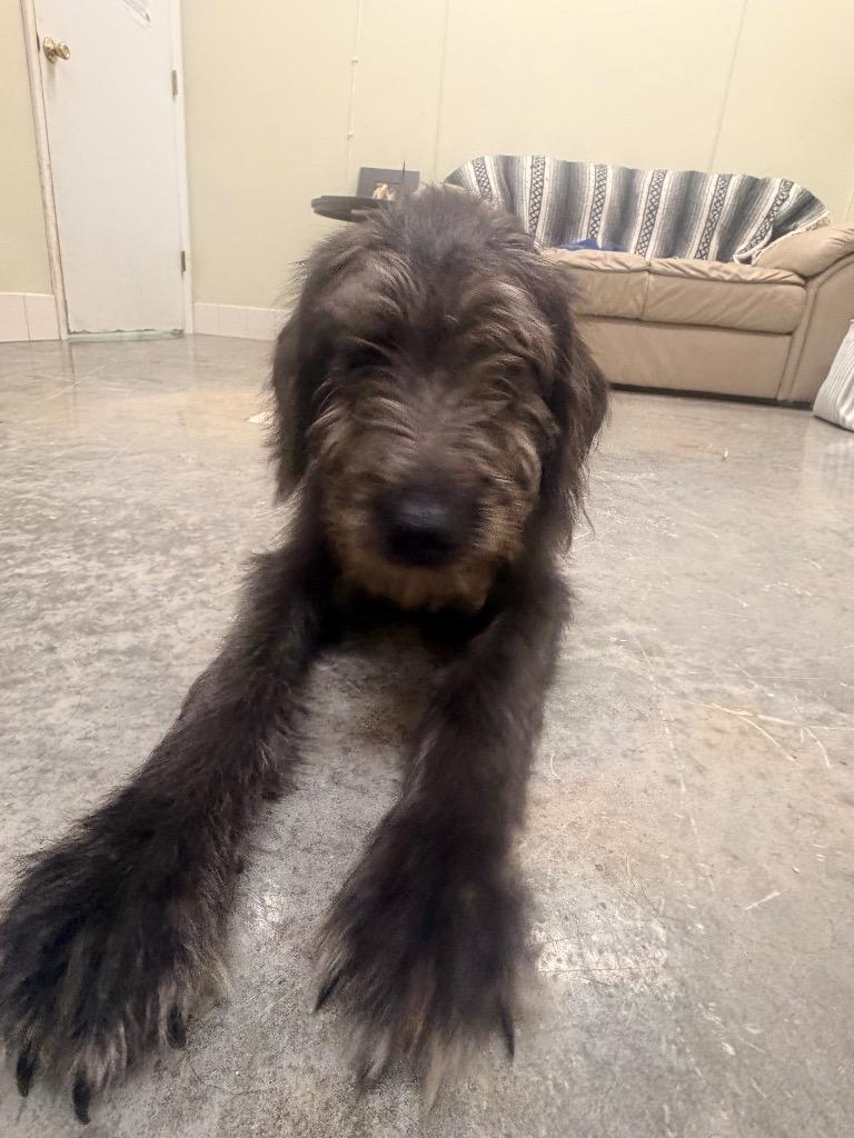 Rufus, Adoptable, Puppy Male Terrier & Mixed Breed.