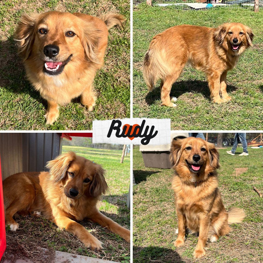 Rudy, a Adopted mixed breed in Albany, NY image 1/2