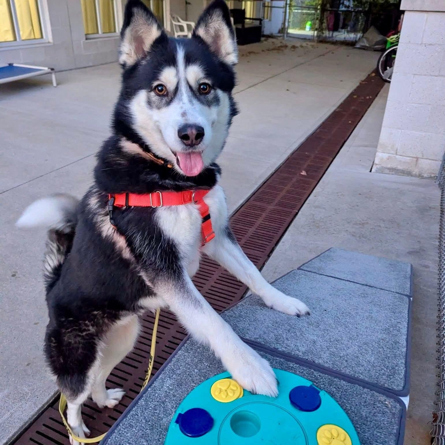 Sanza 25-50, an adopted Siberian Husky in Stratford, CT image 4/4
