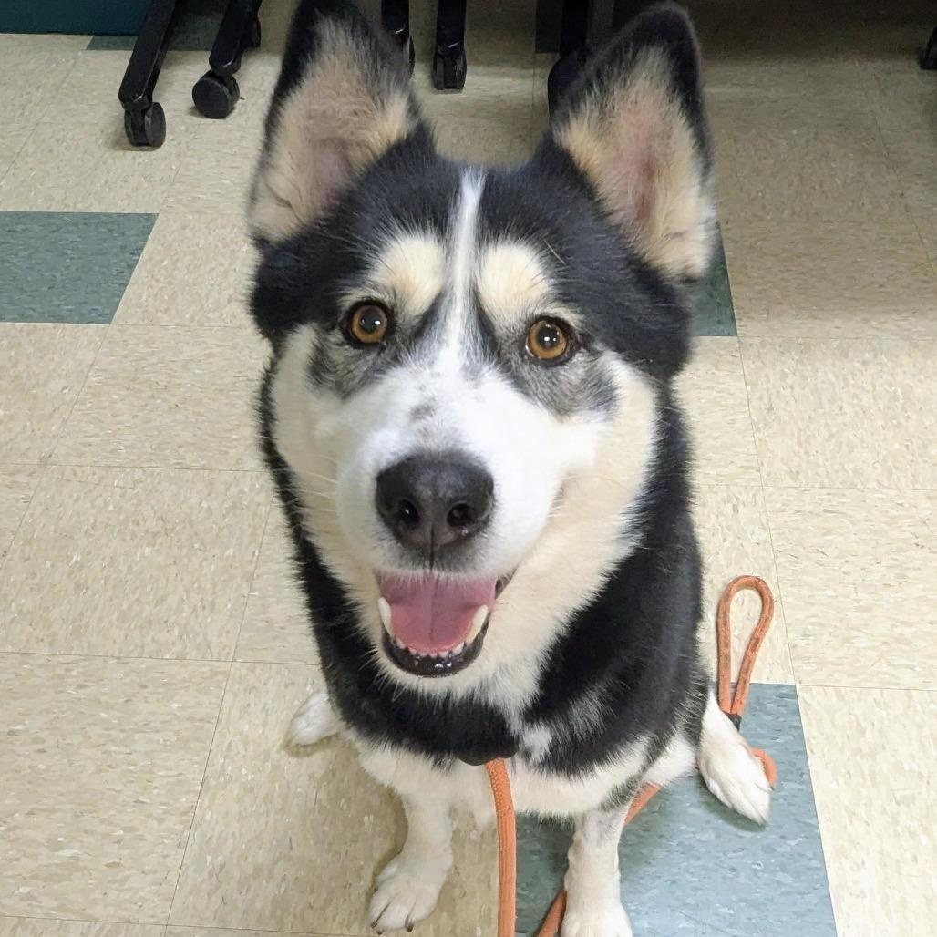 Sanza 25-50, Adoptable, Young Female Siberian Husky.