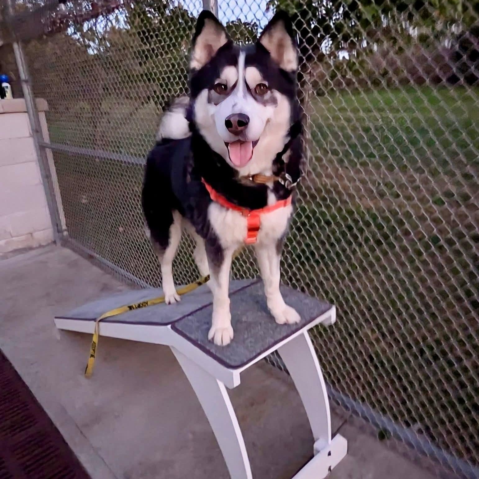 Sanza 25-50, an adopted Siberian Husky in Stratford, CT image 3/4