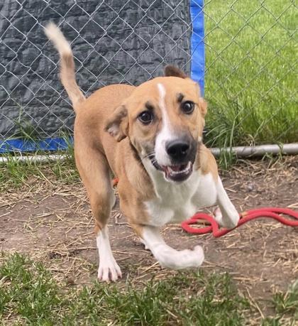 Pumpkin, Adoptable, Puppy Female Mixed Breed & Mixed Breed.