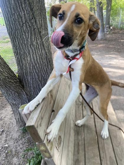 Enlarge Pumpkin, a Adoptable mixed breed in Hobart, IN image 2/3